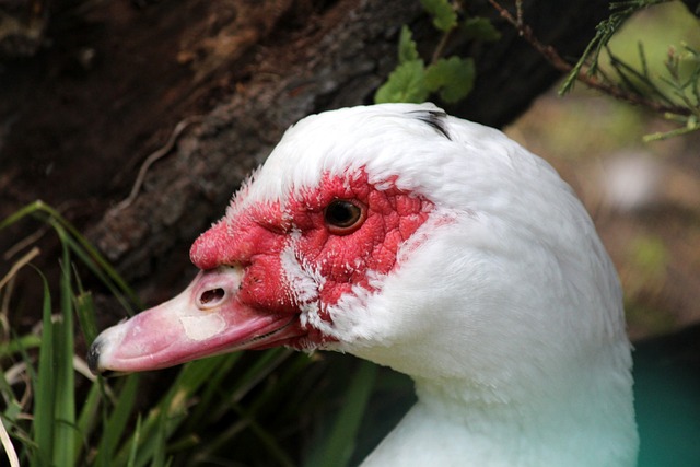 其闪电般的 其闪电般的